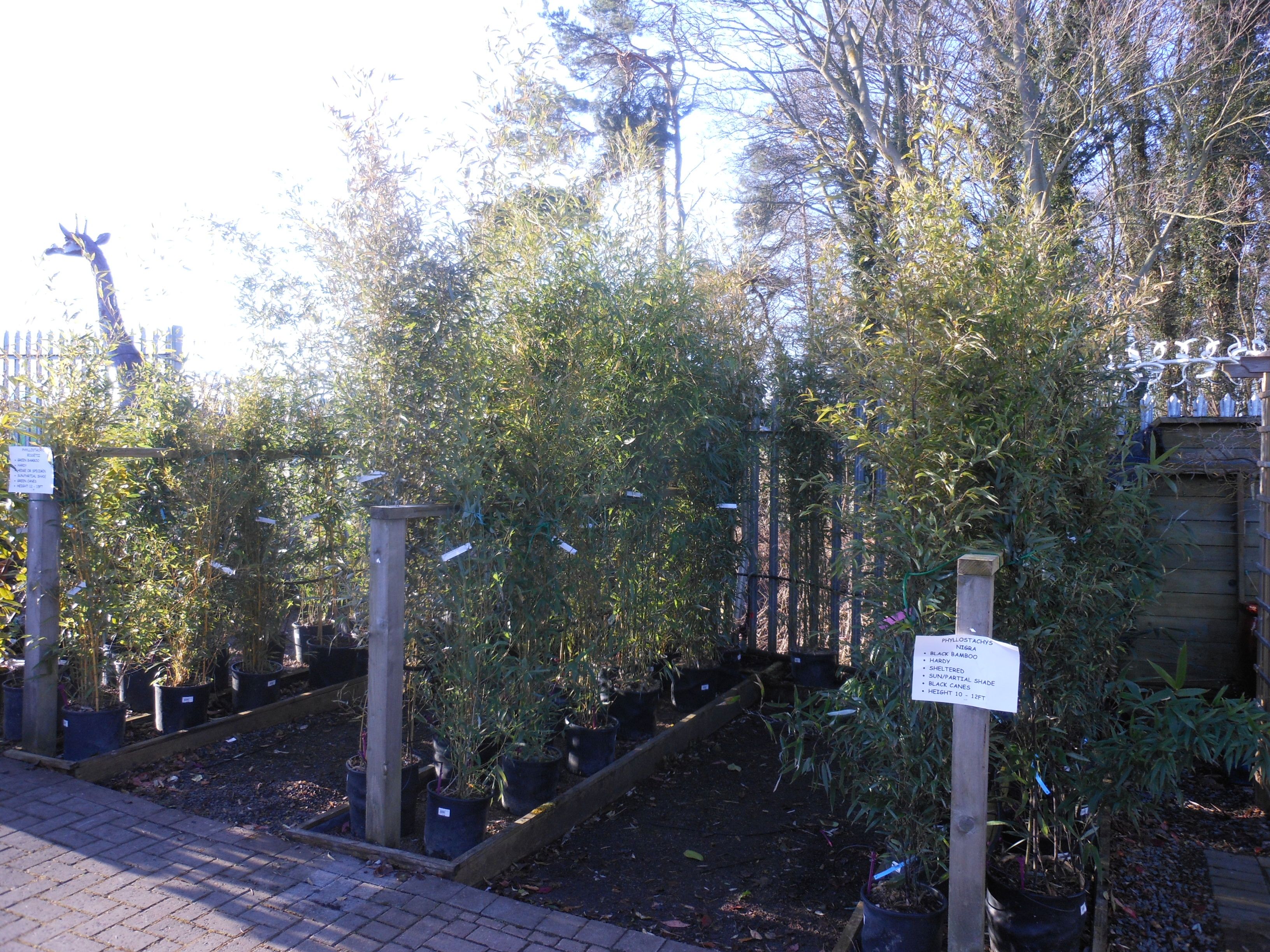 Plants Cherry Hill Garden & Landscape Centre